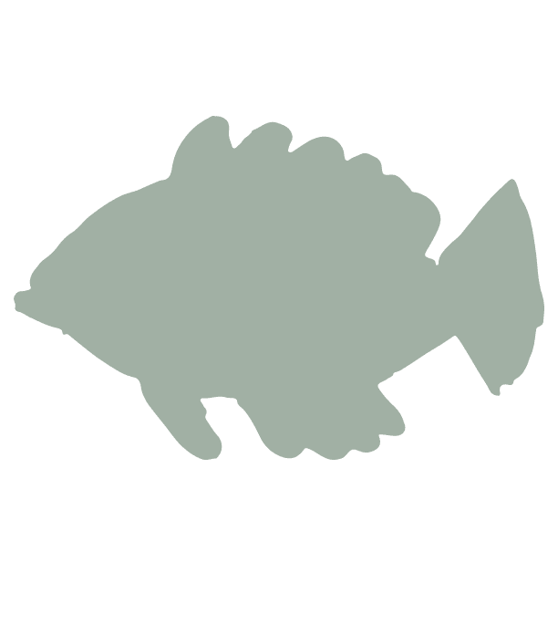 Peixe decorativo